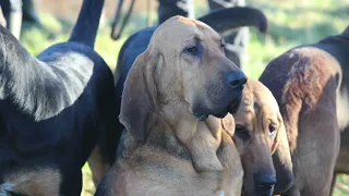 Nar Valley Blood Hounds, Boxing Day Hunt