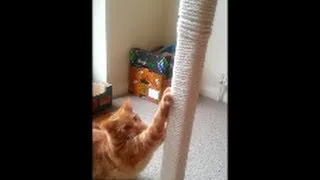 HOW TO MAKE YOUR OWN CAT SCRATCHING POST