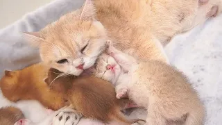 Mother cat tenderly cares for her tiny babies