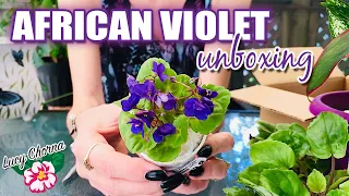 African Violet Haul 🇨🇦 Lucy Chorna Canada Plant Shop Etsy Seller Unboxing and Review! 🌸 2020