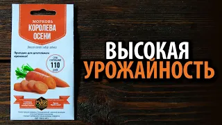 Морковь Королева Осени 🥕🥕🥕 Высокая урожайность!