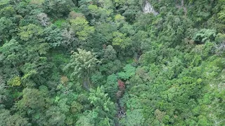 霧鹿林道下 (阿梅)