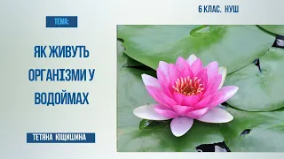 Урок 52. Як живуть організми у водоймах. 6 клас. НУШ