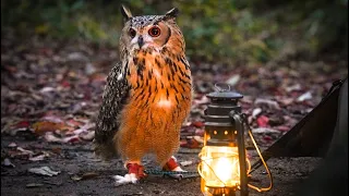 Camping with a pet owl