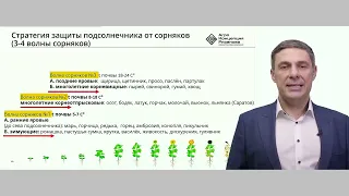 Защита подсолнечника от сорняков.  Часть 1