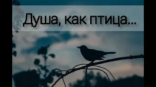 Душа, как птица, ищет хлеба - христианская песня