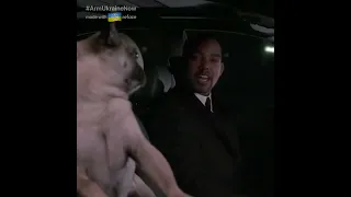 MIB 2 A PUG SINGING