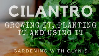 Cilantro: Growing It, Planting It, Using It GARDENING WITH GLYNIS