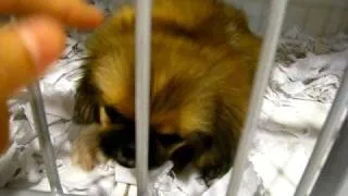 Baby pekingese in the pet shop