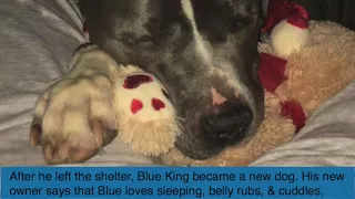 Pit Bull Cries After His Family Abandons Him In A Shelter