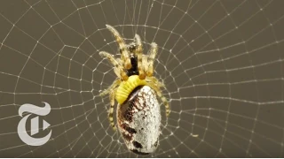 Zombie Spiders | ScienceTake | The New York Times