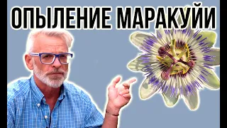 Пассифлора инкарната  / Искусственное опыление / Игорь Билевич