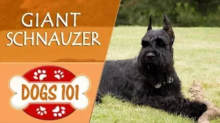 Dogs 101 - GIANT SCHNAUZER - Top Dog Facts About the GIANT SCHNAUZER