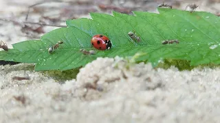 МУРАВЬИ против БОЖЬЕЙ КОРОВКИ    ANTS vs LADYBUG