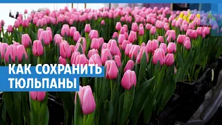 «Снега бросьте в вазу»: как 8 марта тюльпанам продлить жизнь | NGS.RU