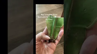 Epiphyllum Oxypetalum “Queen of the Night” arrived today
