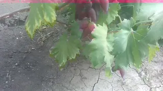 Сорт винограда с очень товарной ягодой