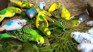 Parrot food eating | parrot food | Parrot food in summer | Birds Best food | Birds green food