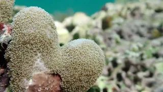 Super furry coral