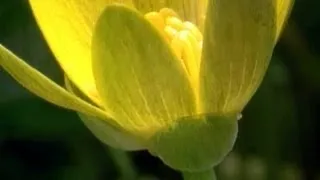 Human Livelihoods Depend on Wild Flowers: Kew's Millennium Seed Bank explained - Dr Robin Probert