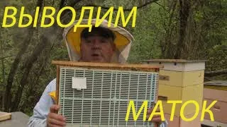 Вывод маток по методу Геннадия Степаненко .