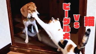 【猫とビーグル犬】仁義なき戦い！「トイレがしたいだけなのに…」