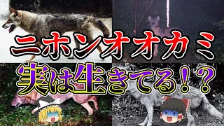 【ゆっくり解説】絶滅したはずだったニホンオオカミが生存していた！？