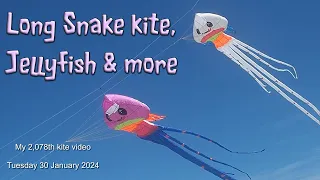 Long Snake kite, Jellyfish & more