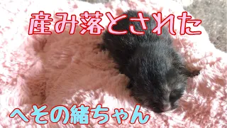 産み落とされた　へその緒ちゃん