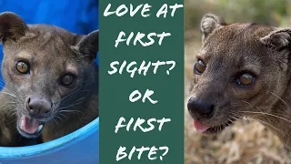 Fossa Introductions - love match or disaster?