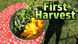 Random Stuff - First Harvest(s), Glow Worm Hunting, Comment Positivity