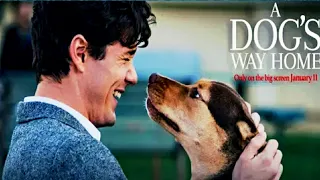 A Dog's Way Home | Hollywood Movie explained | Movies explanation