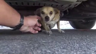 Emocionantes reencuentros de mascotas con sus dueños.