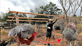 Building a chicken coop - Heterosis - Tips and news