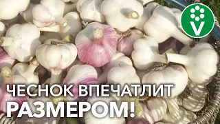 ВСЕ ПОДКОРМКИ ЧЕСНОКА ОТ ПЕРВОГО РОСТКА ДО СБОРА УРОЖАЯ – В ОДНОМ ВИДЕО!