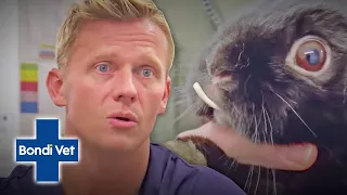 Dr Scott Miller Removes HUGE Overgrown Teeth From Rabbit | Full Episode | E21 | Bondi Vet Digital