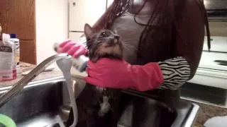 Maine Coon Takes a Bath