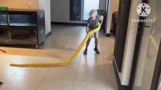 Brave kid handling a Reticulated Python!