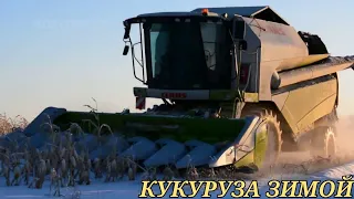 УБОРКА КУКУРУЗЫ ЗИМОЙ! УБОРОЧНАЯ 2023!