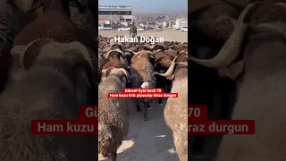 Toklu satışı piyasalar biraz durgun