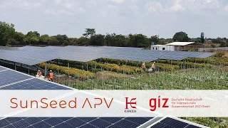 1.4 MW Agrivoltaics (AgriPV) installation in India - DeveloPPP project by Sunseed APV, Kanoda & GIZ