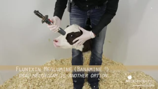 Calf Management Tips: Lidocaine Blocking & Dehorning