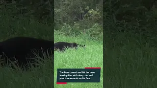 Black Bear Attack in Mexico!