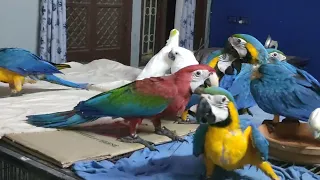 Universal birds asim aslam sadder karachi 03128060584