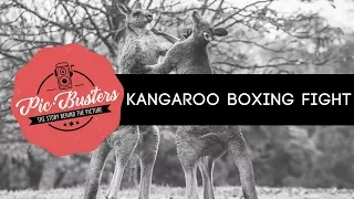 Kangaroo Boxing Fight: Why do Kangaroos fight? An incredible Story! | PicBusters