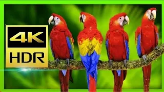 8k video (ultra hd) 120 fps nature relaxation video wildlife animals and birds, 8K ULTRA HD VIDEOS