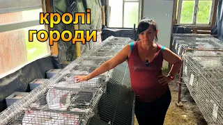 Огляд місячних кроленят та життя в селі