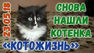 СНОВА НАШЛИ КОТЕНКА! ❖ КОТОЖИЗНЬ! 23 мая 2018