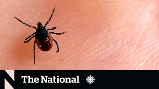 How to protect yourself from Lyme disease (even if you get bitten)