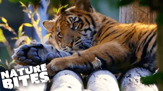 Baby Tigers Explore New Enclosure With Dad | The Secret Life of the Zoo | Nature Bites